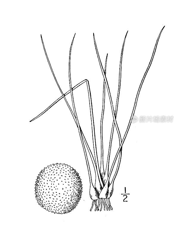 古植物学植物插图:Isoetes Butleri, Butler's quillwort